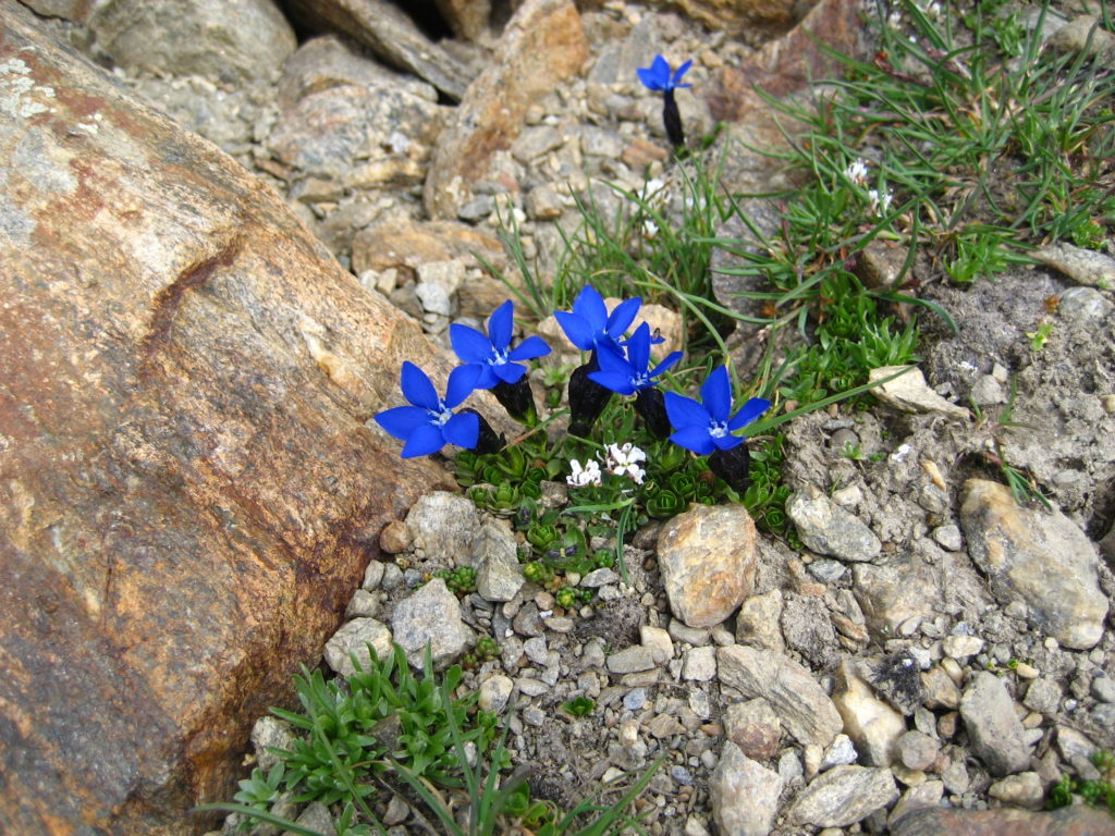 One of the beautiful rock plants at the foot of the ridge